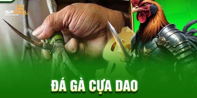 Đá gà cựa dao