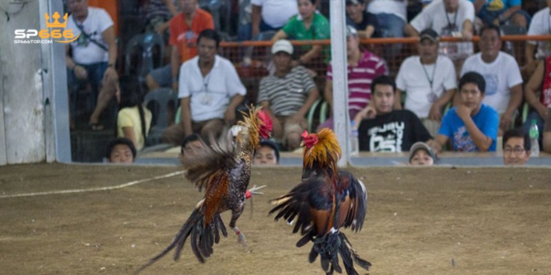 Cách Thức Đá Gà Cựa Dao Đầy Kịch Tính Tại SP666 2024 2 3 kèo cược về đá gà phổ biến nhất 2024