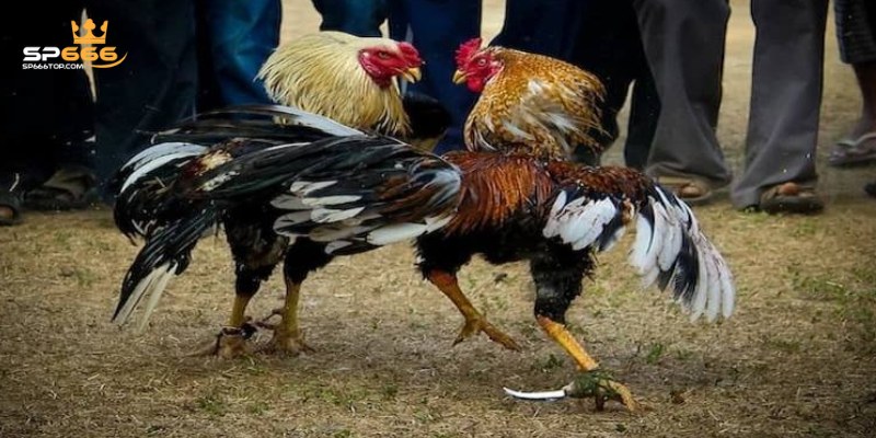 Cách Thức Đá Gà Cựa Dao Đầy Kịch Tính Tại SP666 2024 3 Kinh nghiệm tham gia trực tiếp đá gà cựa dao