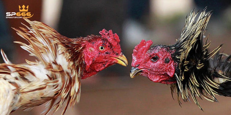 Khám phá sảnh đá gà trực tuyến trên nhà cái SP666