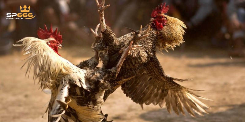 Các loại hình đá gà SP666 đặc sắc được chơi nhiều nhất