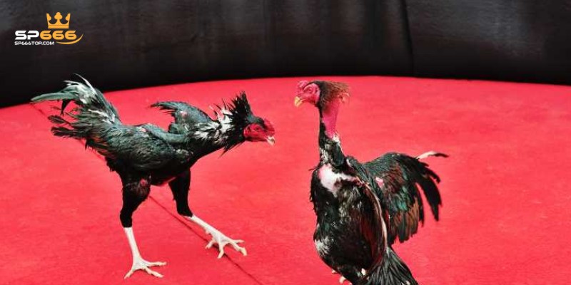 Danh sách nhà phát hành đá gà SP666 hot nhất hiện nay