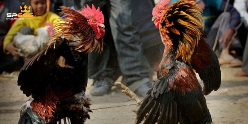 Bí quyết bắt kèo đá gà hiệu quả tỷ lệ thắng cược cao