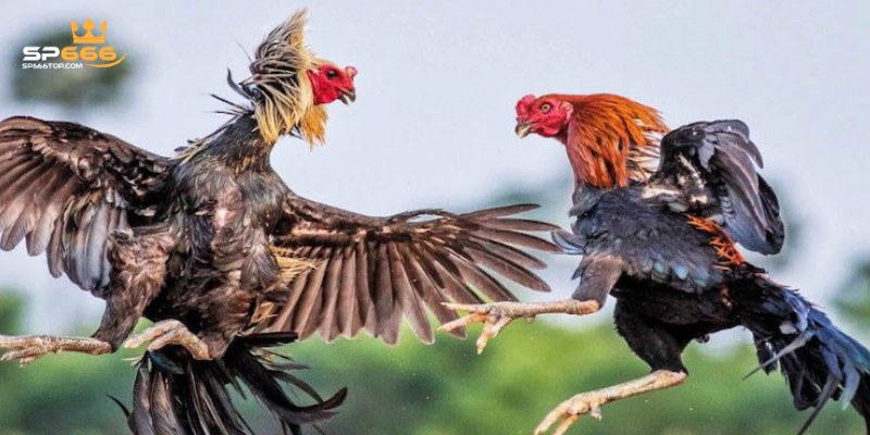 Nắm rõ luật chơi đá gà Thomo chi tiết