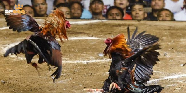 Đá Gà Trực Tiếp C1